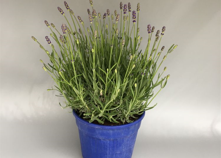 Lavandula angustifolia Hidcote Blue