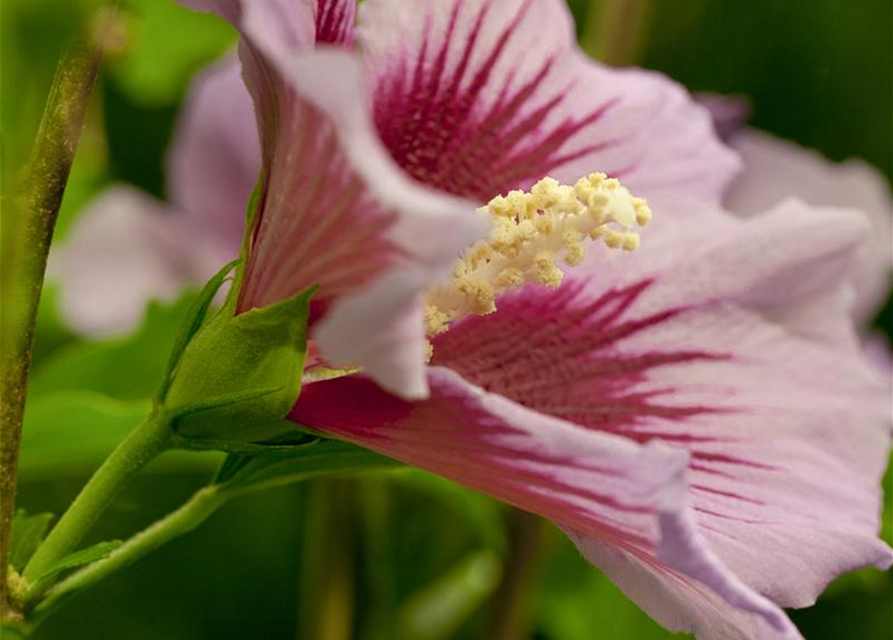 Hibiscus syriacus