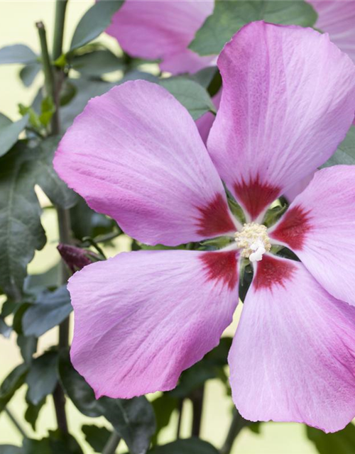 Hibiscus syriacus