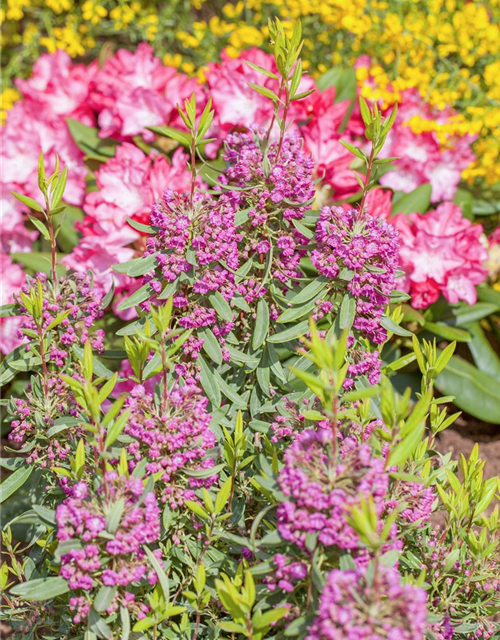 Kalmia angustifolia Rubra