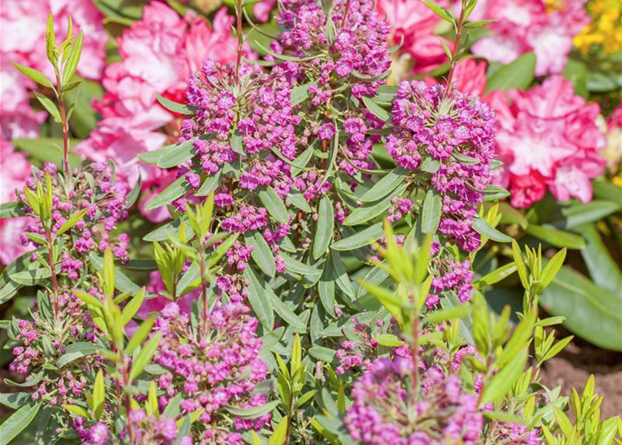 Kalmia angustifolia Rubra