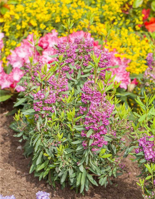 Kalmia angustifolia Rubra