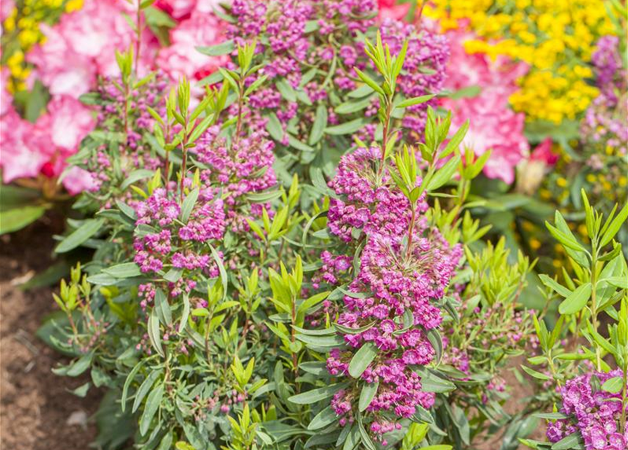 Kalmia angustifolia Rubra