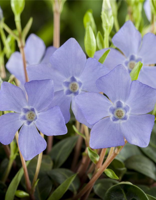 Vinca minor