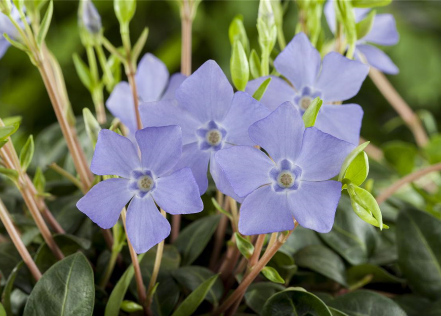 Vinca minor