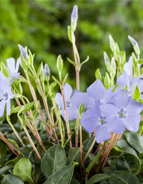 Vinca minor