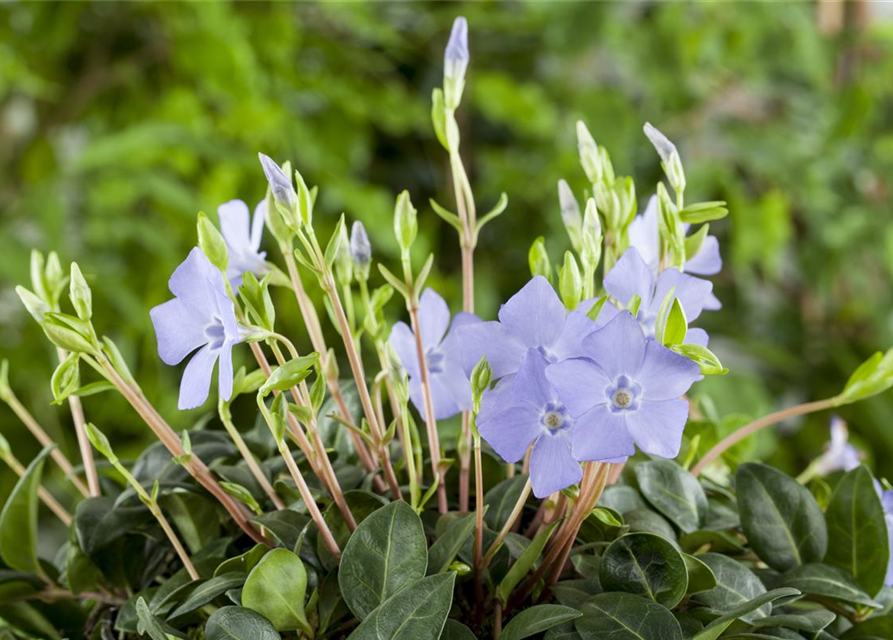 Vinca minor