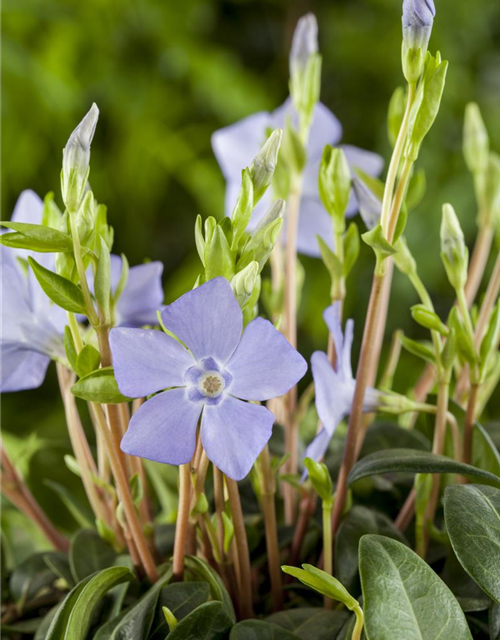 Vinca minor