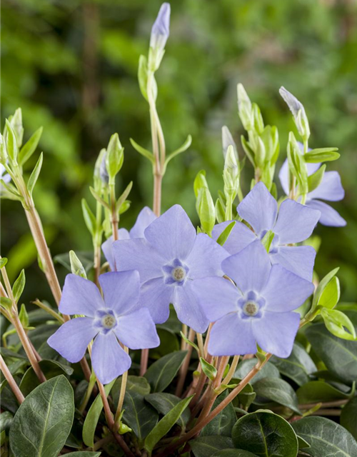 Vinca minor