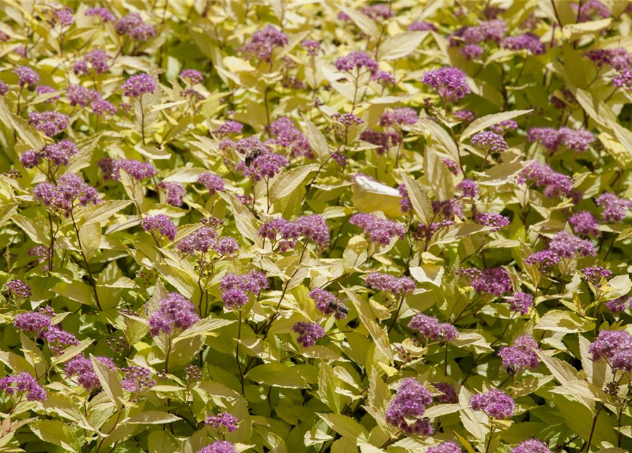 Spiraea japonica Genpei