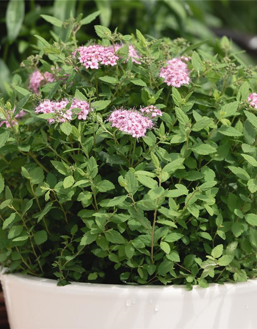 Spiraea japonica Genpei