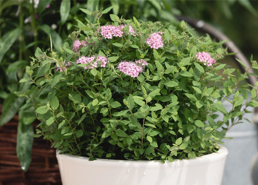 Spiraea japonica Genpei