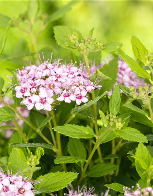 Spiraea japonica Genpei