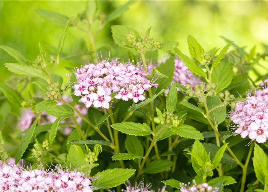 Spiraea japonica Genpei