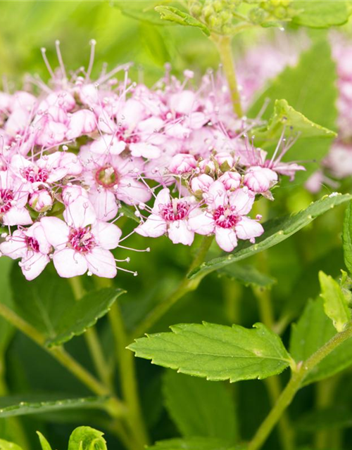 Spiraea japonica Genpei