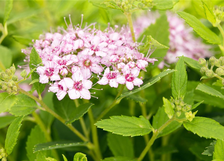 Spiraea japonica Genpei