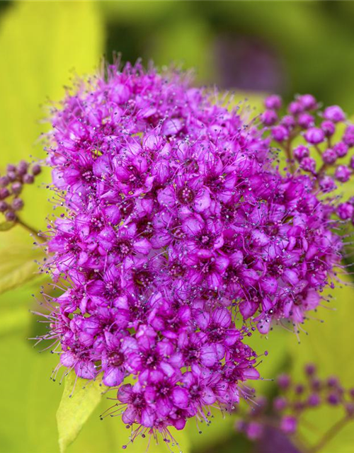 Spiraea japonica Golden Princess