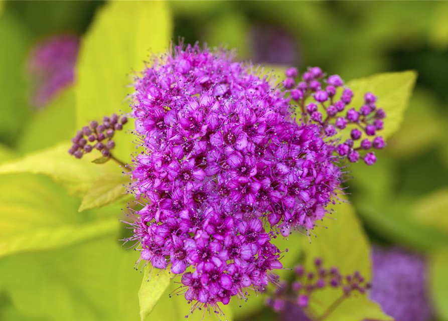 Spiraea japonica Golden Princess