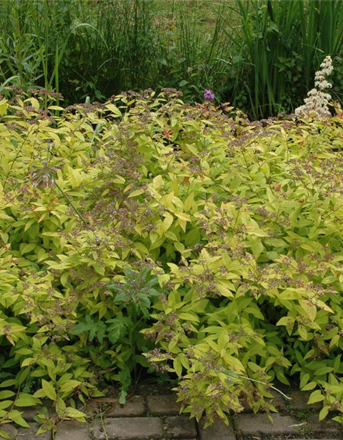 Spiraea japonica Golden Princess