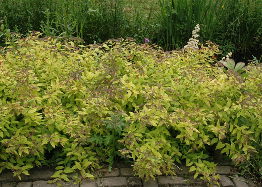 Spiraea japonica Golden Princess