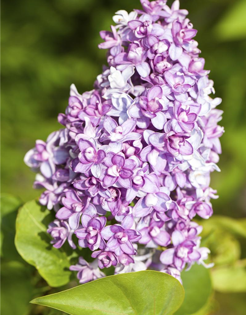 Syringa vulg.