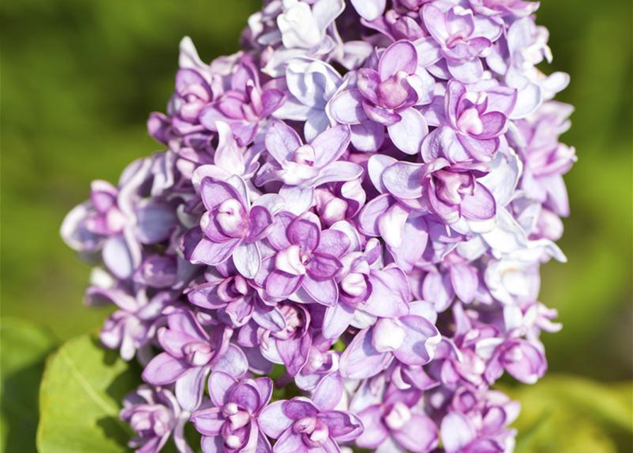 Syringa vulg.