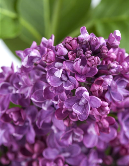 Syringa vulg.