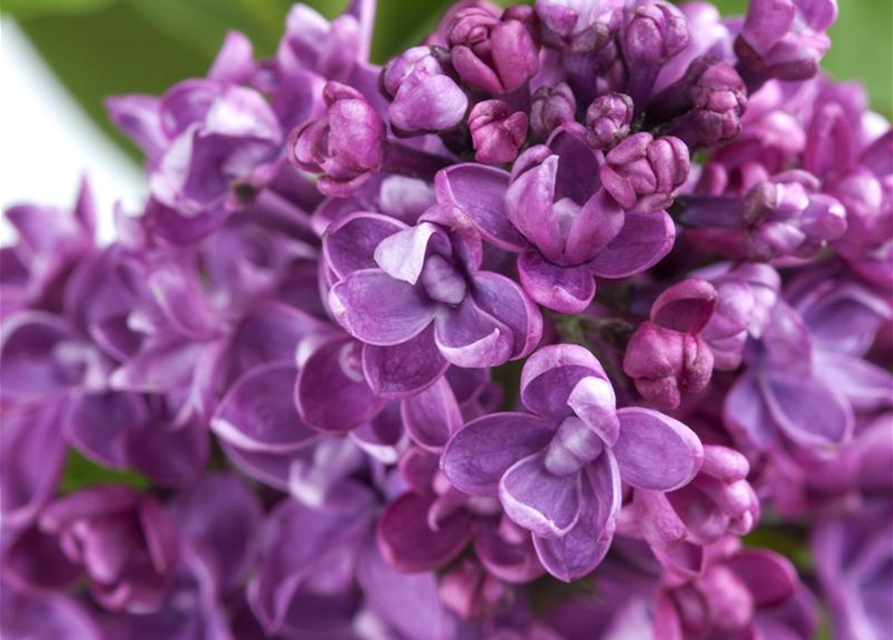 Syringa vulg.