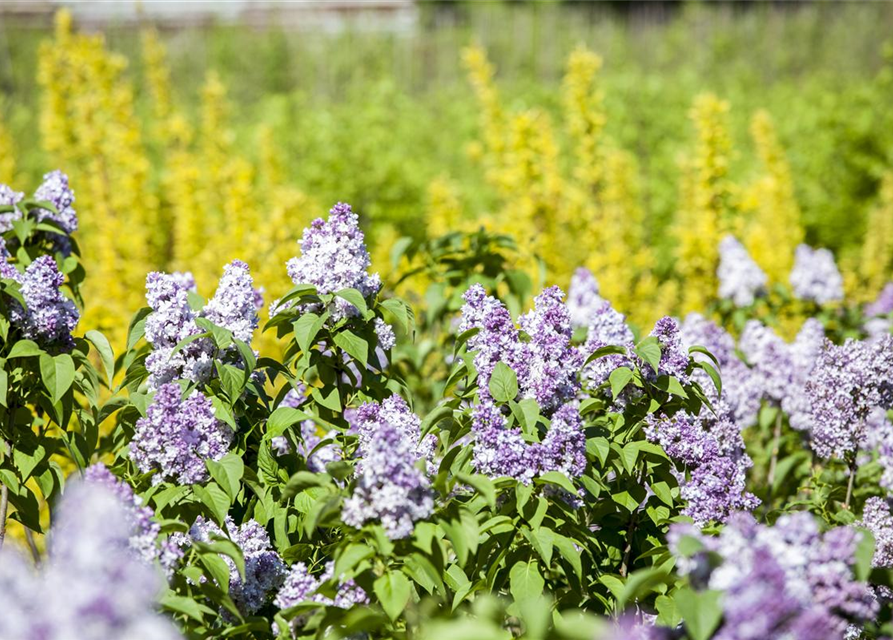 Syringa vulg.