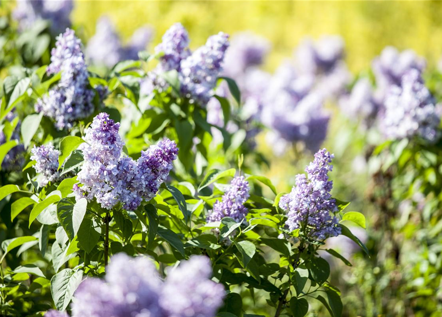 Syringa vulg.