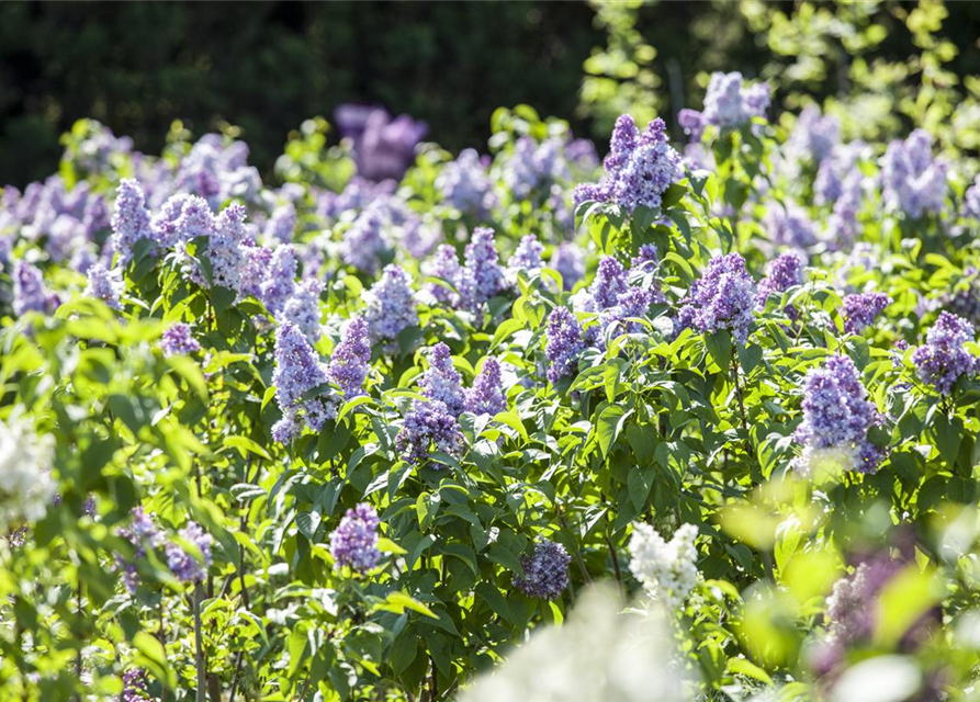 Syringa vulg.