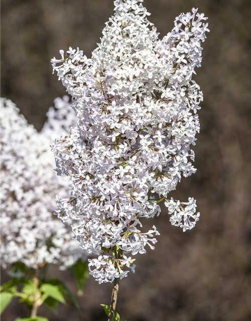 Syringa vulg.