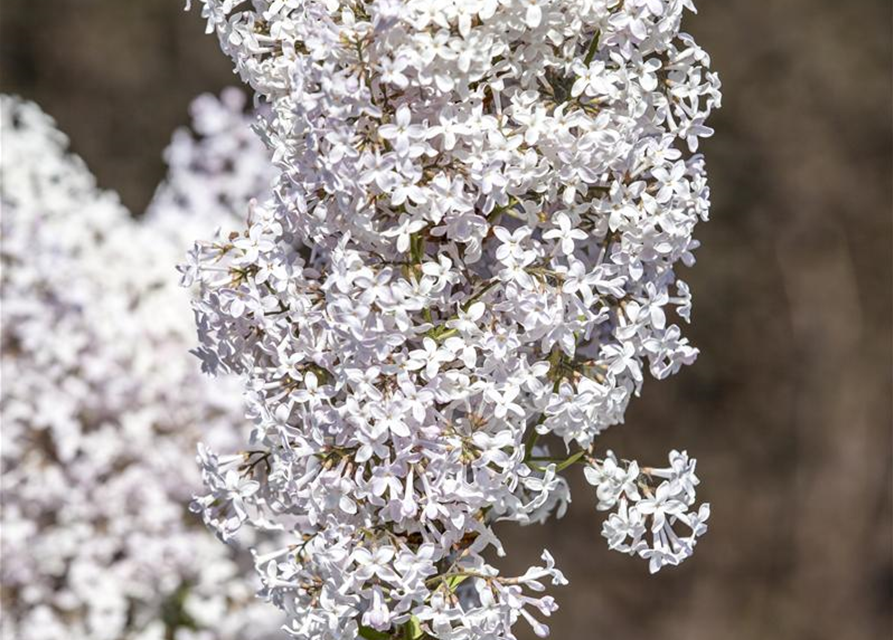 Syringa vulg.