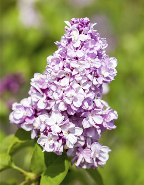 Syringa vulg.