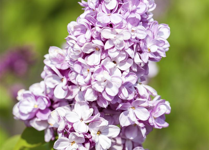 Syringa vulg.