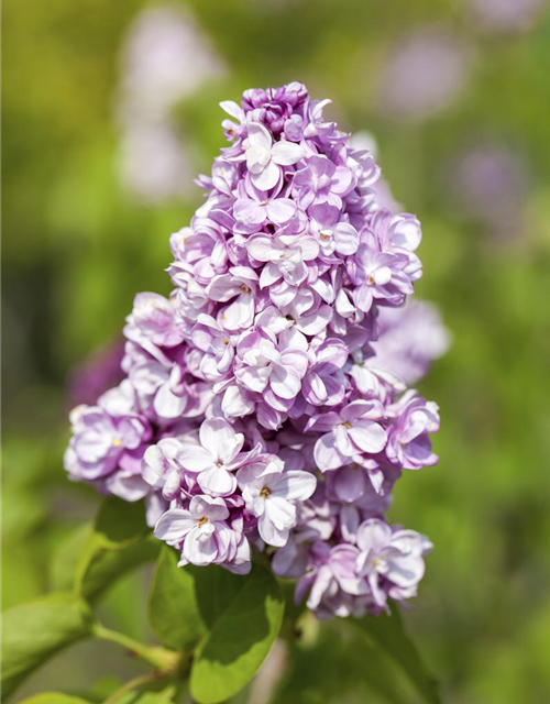 Syringa vulg.