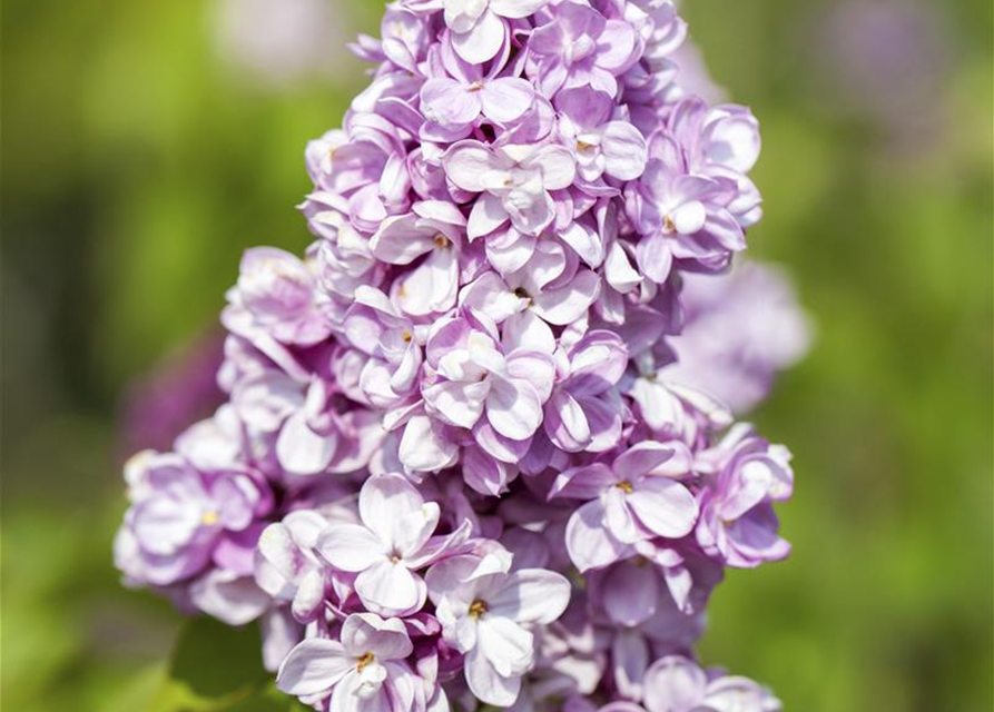 Syringa vulg.