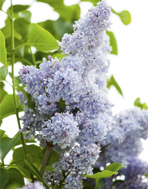 Syringa vulg.