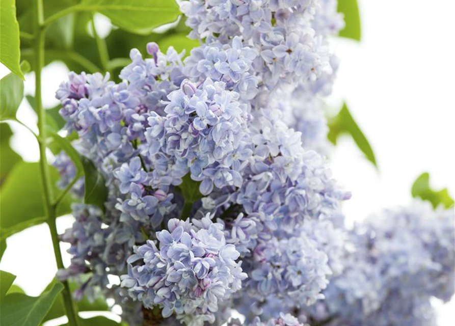 Syringa vulg.