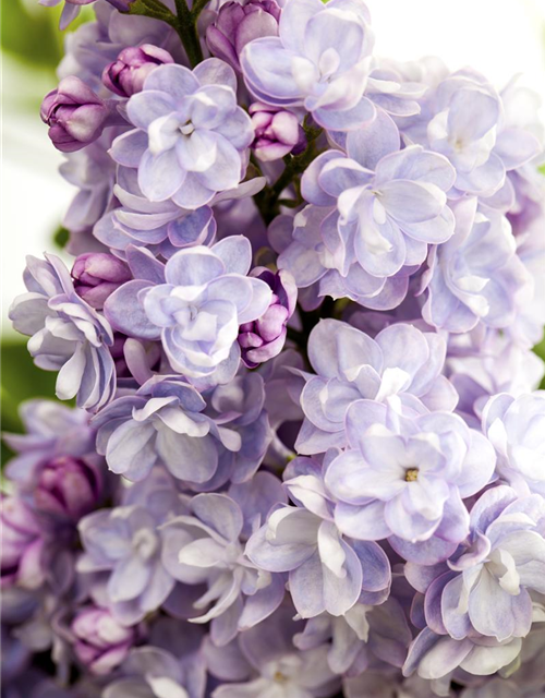 Syringa vulgaris Michel Buchner P2