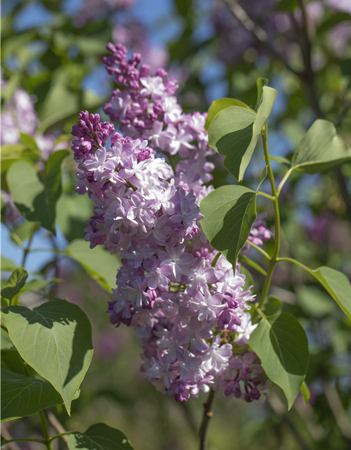 Syringa vulgaris Michel Buchner P2