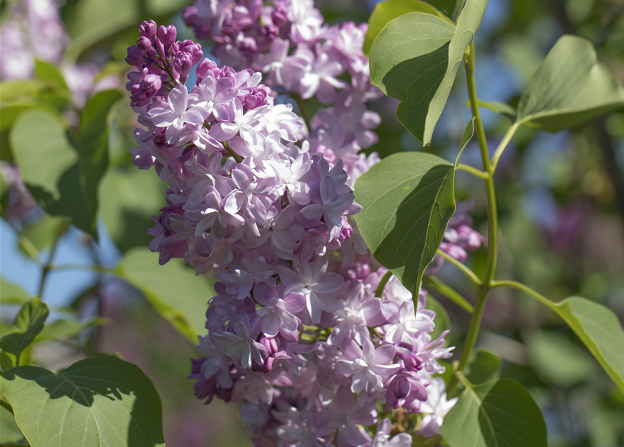 Syringa vulgaris Michel Buchner P2