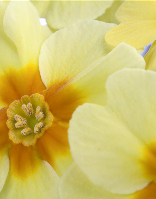 Primula vulgaris