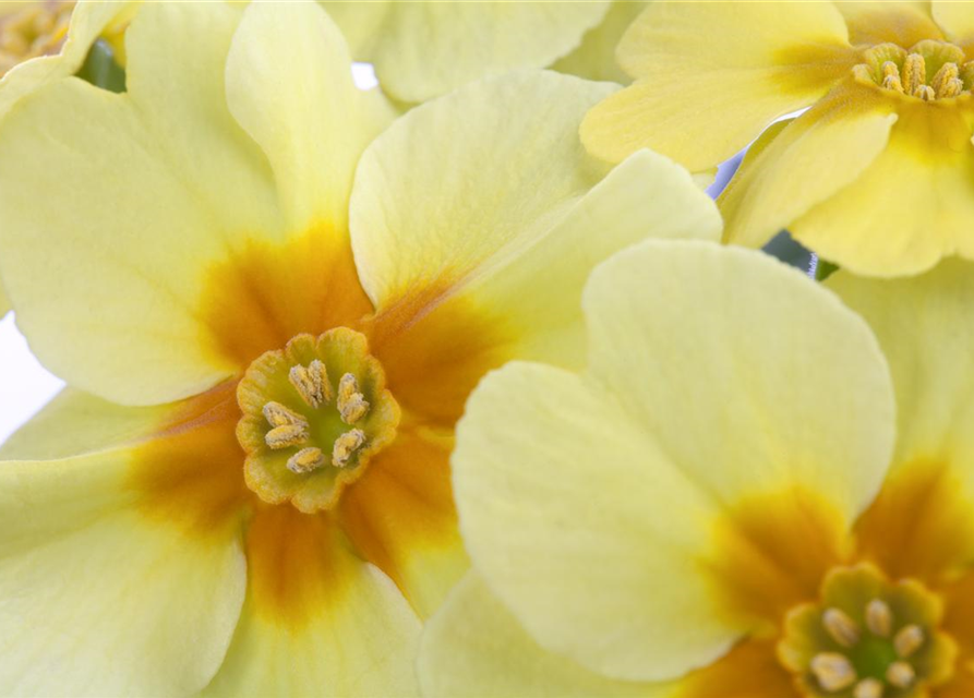 Primula vulgaris