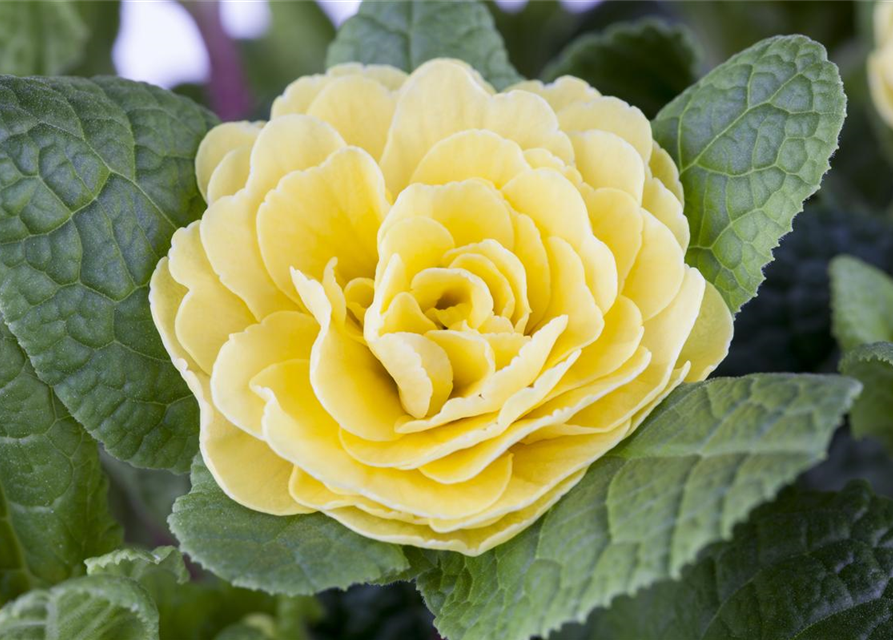 Primula vulgaris Belarina