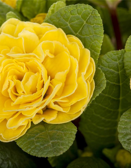 Primula vulgaris Belarina