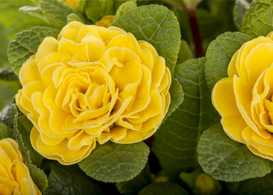 Primula vulgaris Belarina