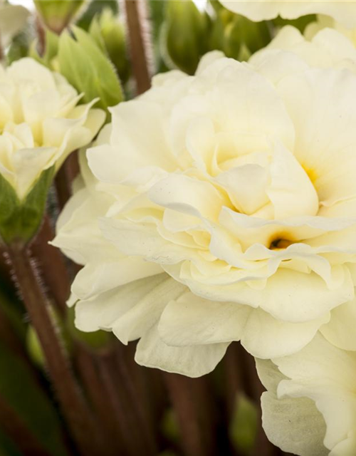 Primula vulgaris Belarina