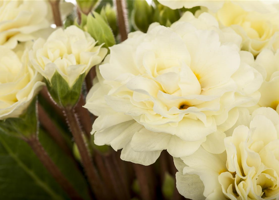 Primula vulgaris Belarina