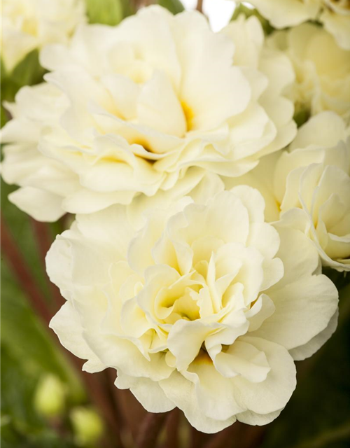 Primula vulgaris Belarina